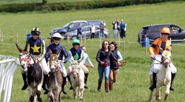 donkey racing weird bets