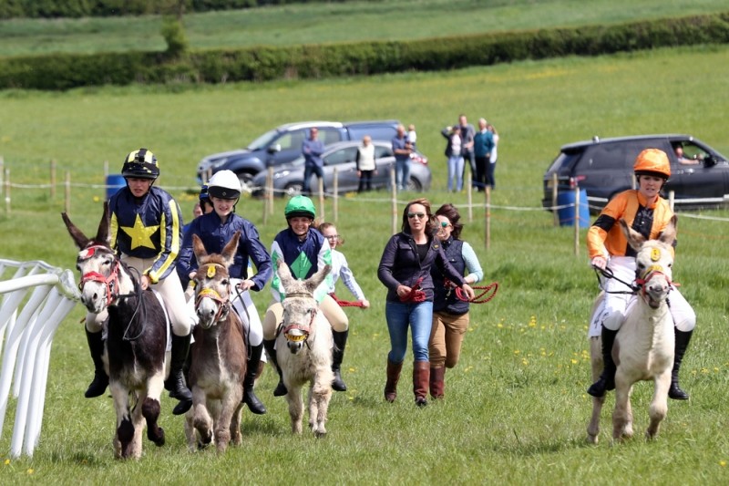 donkey racing weird bets