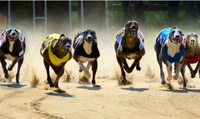 greyhound racing